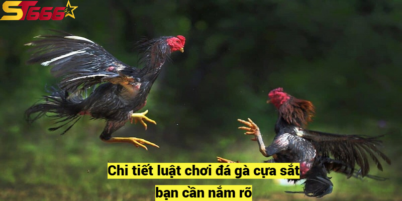 Đá Gà Cựa Sắt – Luật Chơi và Các Hình Thức Tranh Tài Hấp Dẫn 2 Chi tiết luật chơi đá gà cựa sắt bạn cần nắm rõ