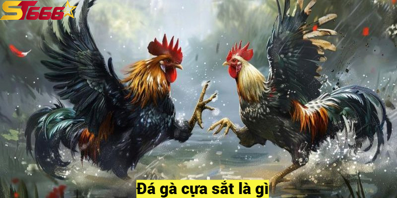 Đá Gà Cựa Sắt – Luật Chơi và Các Hình Thức Tranh Tài Hấp Dẫn 1 Đá gà cựa sắt là gì?
