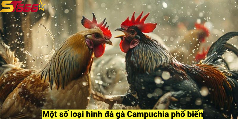 Một số loại hình đá gà Campuchia phổ biến